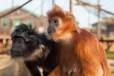 Monkey Haven